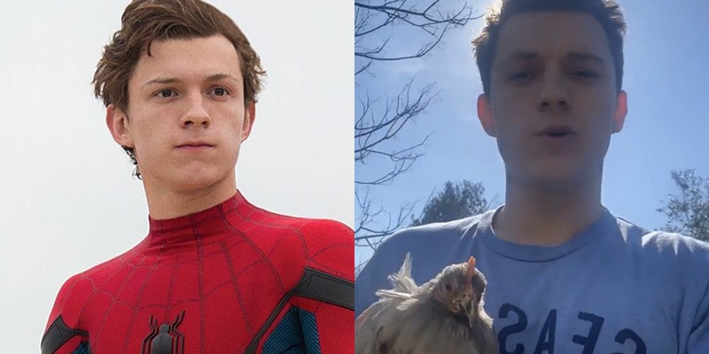 Tom Holland compró gallinas ponedoras tras desabastecimiento de huevos: compartió cómico video