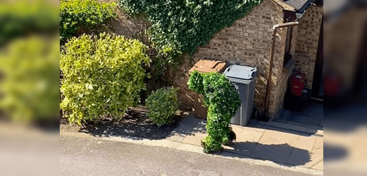 ¿Eso es un arbusto? Particular escape de la cuarentena en Reino Unido se hace viral