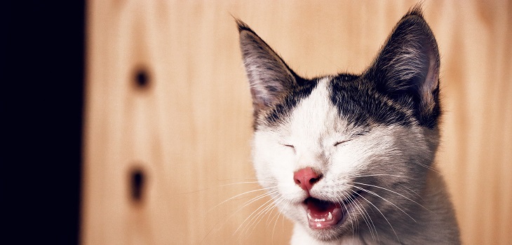 ¿Por qué mi gato no ocupa su bandeja sanitaria?: cinco consejos que te ayudarán a entenderlo