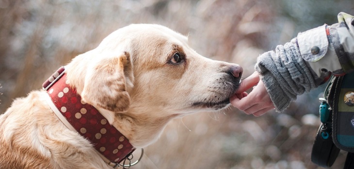 Las precauciones que debes tener con tu mascota si tú tienes COVID-19