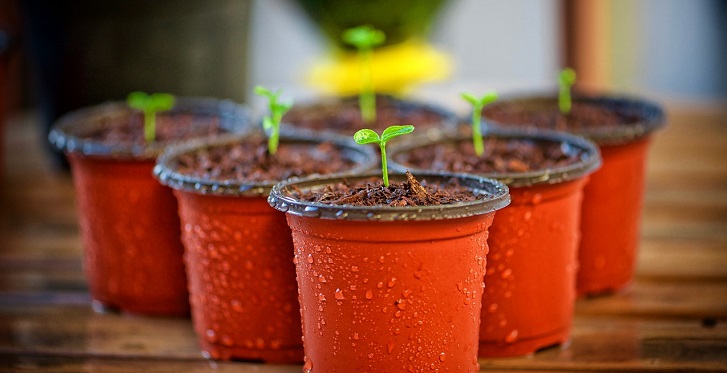 Plantas, huertos, semillas, macetero
