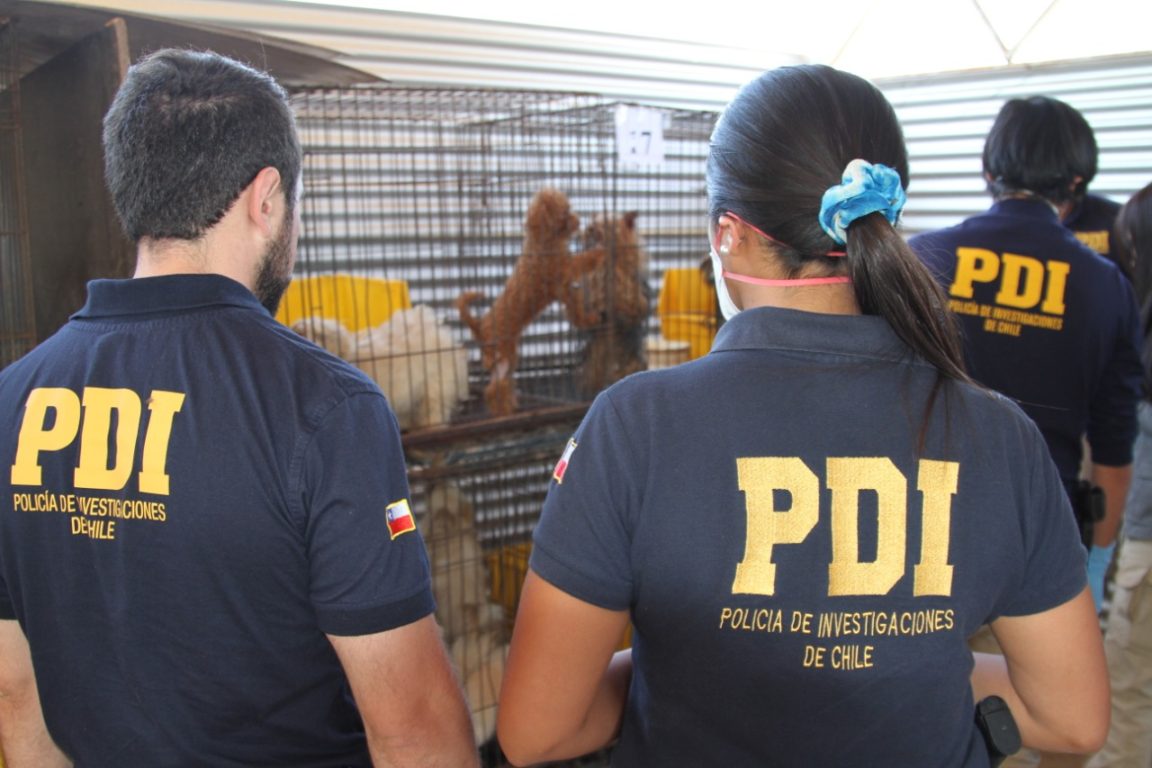 perros en jaulas de pájaros