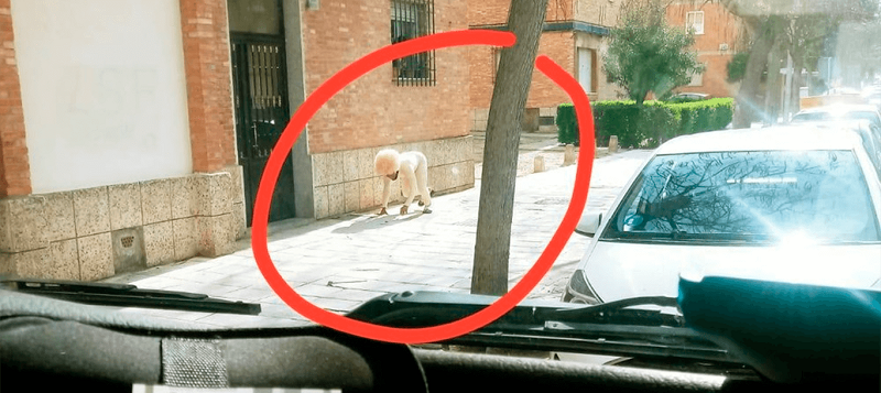 Hombre se disfraza de perro para evitar la cuarentena en España y se gana una ola de críticas
