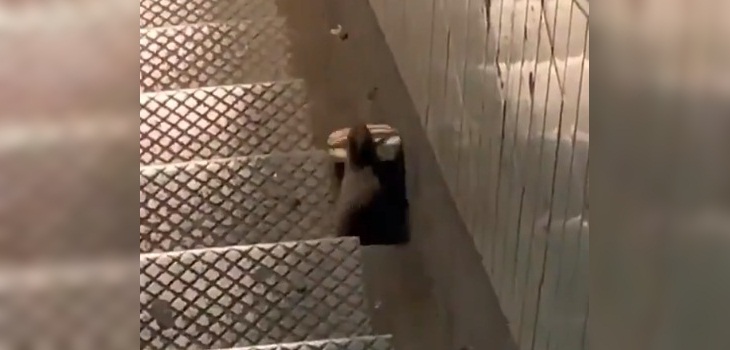 Digno de Ratatouille: captan a ratón huyendo con sándwich de McDonald's en metro de Nueva York