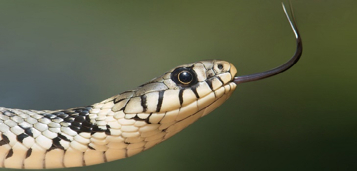 Pasajeros de avión entran en pánico luego de descubrir a una serpiente en la cabina