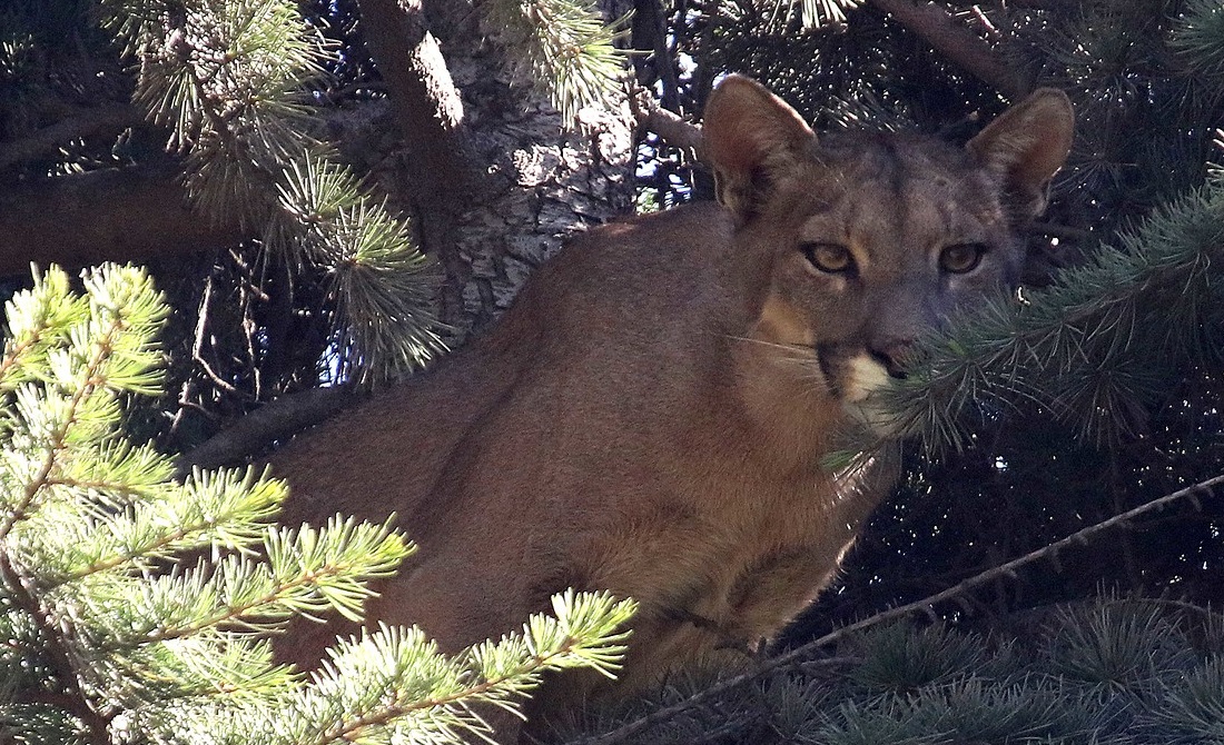 Personal del SAG capturó a un puma en Chicureo: fue avistado por vecinos de un condominio