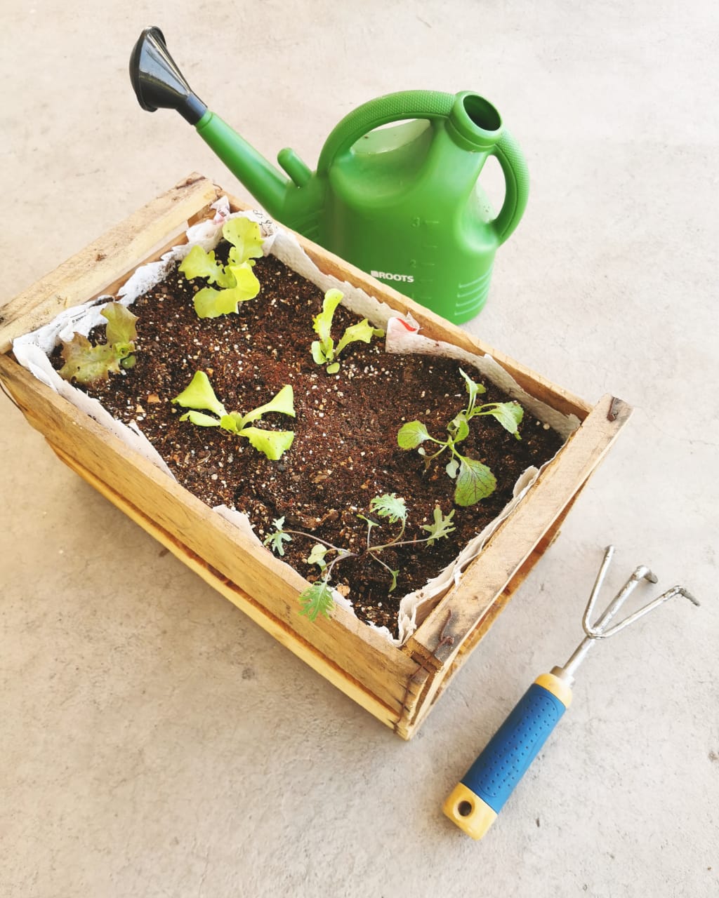 Cajón de tomates | Anniela Fustos | @mi.lado.verde
