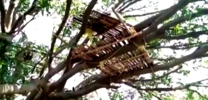 Sin espacio en sus casas: pobres hacen cuarentena en árboles para refugiarse del COVID-19 en India