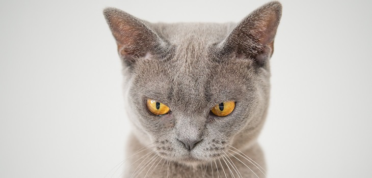 ¿Tienes un gato en casa? Conoce las situaciones que le pueden generar estrés y ansiedad