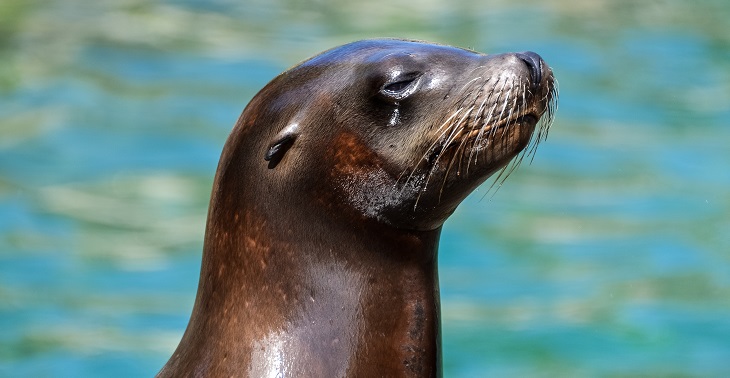 Zoológico alemán evalúa sacrificar animales para alimentar a otros: focas encabezan la lista