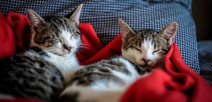 Dos gatos neoyorkinos dieron positivo por COVID-19: son las primeras mascotas contagiadas en EEUU