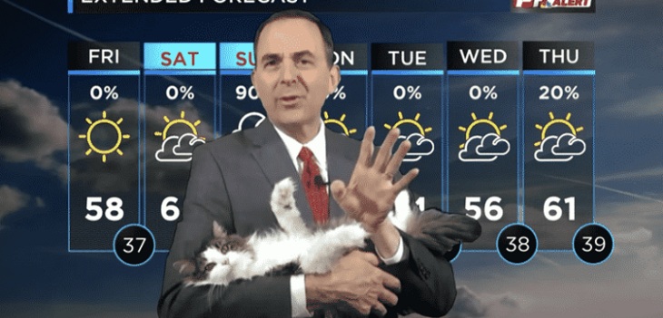 Gatita se filtró en pleno reporte del tiempo e inesperada reacción del meteorólogo se hizo viral