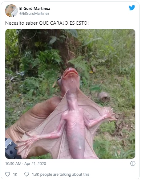 criatura extraña es lemur volador