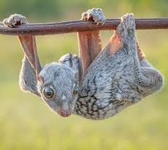 lemur volador es extraña criatura