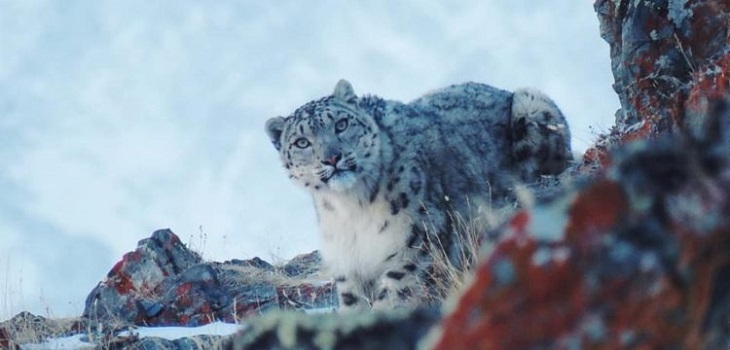 Ahora pasó en Rusia: avistan leopardo de las nieves tras nula presencia humana debido a cuarentenas