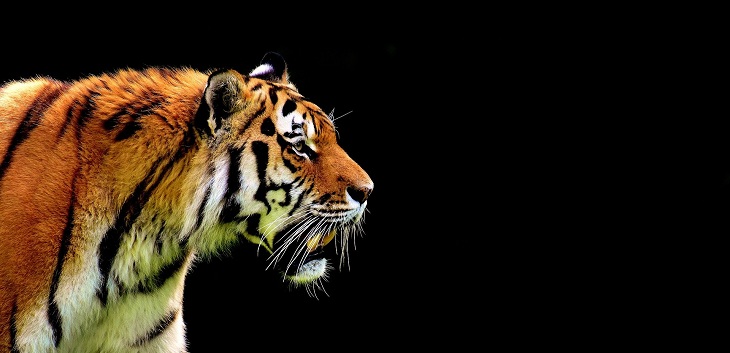 Tigresa de Nueva York dio positivo por coronavirus: su cuidador la habría contagiado