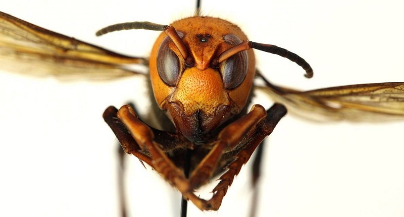 Temor por llegada de 'Avispón asesino' a Norteamérica desde Asia: podría matar humanos