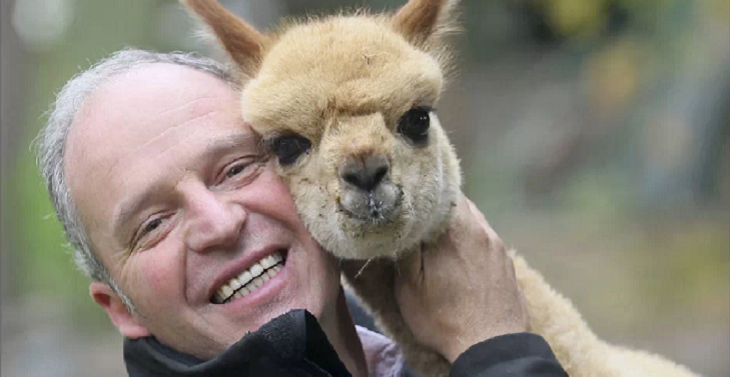 Alfredo Ugarte adoptó a una alpaca de un mes y le puso 'Chaleco': 