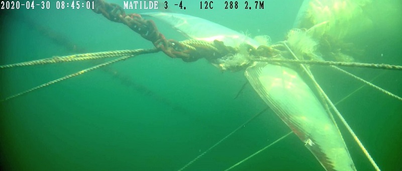 Hallan cadáver de ballena en Aysén: sería primer caso registrado y vinculado a salmoneras