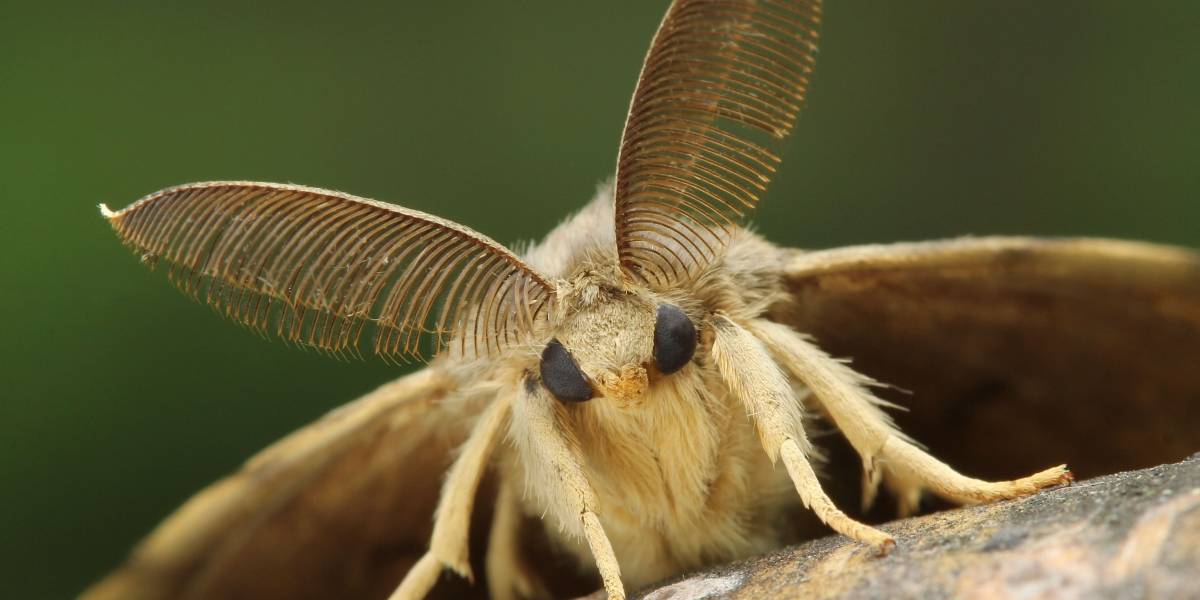 Polilla Gitana: la nueva plaga gigante que preocupa a Estados Unidos