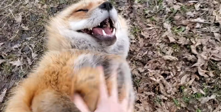 El tierno y divertido registro de dos zorros riéndose luego de ser rescatados: ya es viral