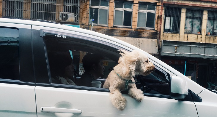 Perro, auto