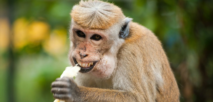 Monos roban muestras de sangre con COVID-19 en India: temen que aumente propagación del virus