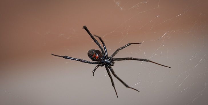 Araña, viuda negra