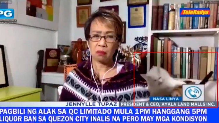 Periodista sufre accidentado momento en programa desde su casa: sus gatos se pelearon en vivo