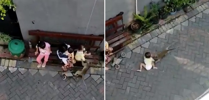 Maltrato animal: la verdad tras video viral de mono en motocicleta que intenta 