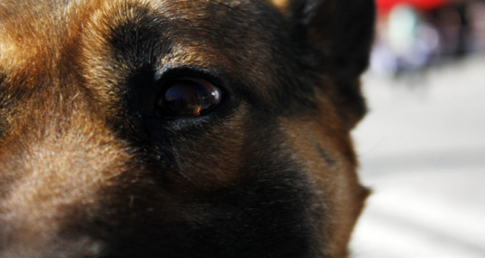 Encuentran muerto a perrito de hombre desaparecido tras alud en Chaitén