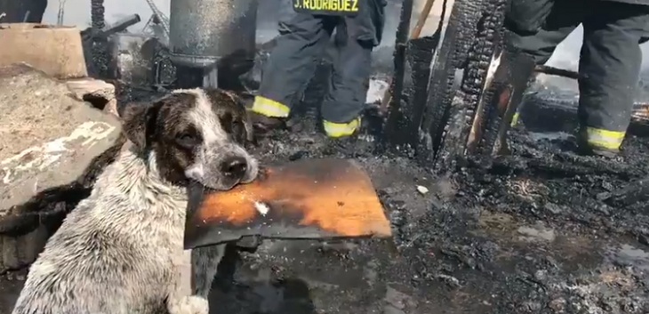 Perrito vio cómo su casa era consumida por incendio y su desgarrador llanto conmovió a todos