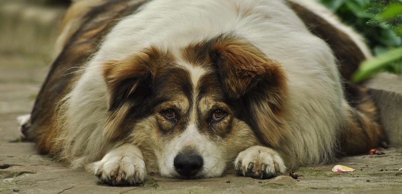 ¿Tu mascota está con sobrepeso? Especialista explica el cuidado que hay que tener en estos casos