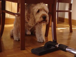 ¿Tu perro le tiene miedo a ciertas cosas?