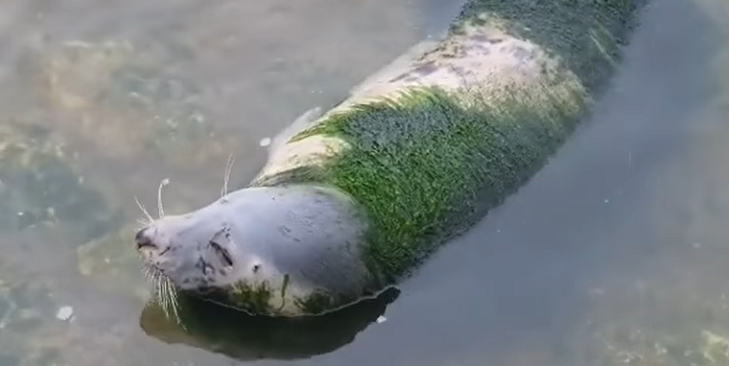 El lamentable estado en el que están decenas de animales de un zoológico en España