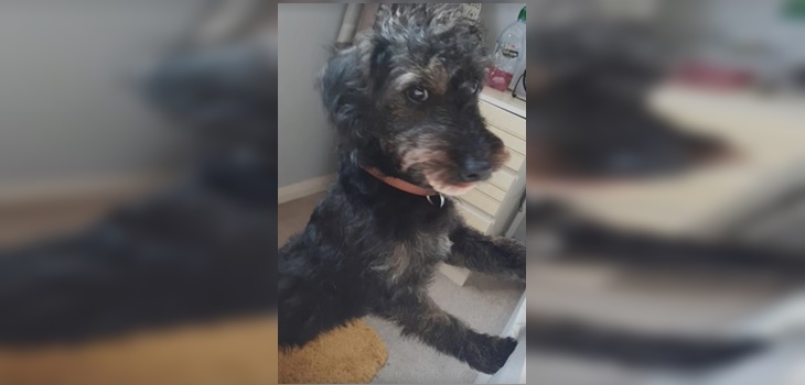 Reluciente sonrisa: perrito se hizo viral tras robar dentadura postiza de la madre de su dueña