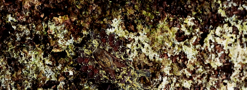 Reto de fotógrafo se vuelve viral: ¿eres capaz de ver al insecto camuflado?