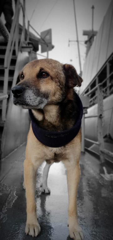 Muerte de perro Calamar