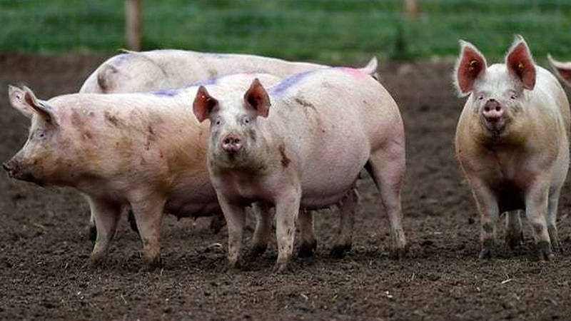 Descubren en China nuevo virus de 