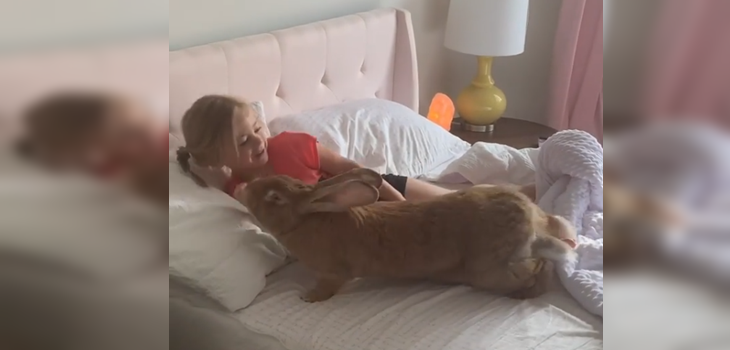 Cocoa Puff, el conejo gigante que la rompe en redes sociales por su tamaño y sus tiernos videos