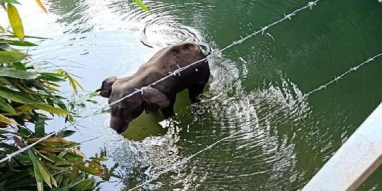 Polícia de India detuvo a una persona tras la muerte de una elefanta que comió fruta con explosivos