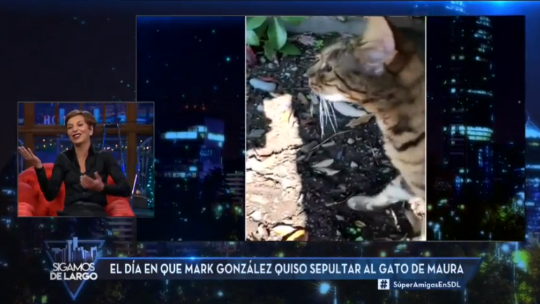 Gato de Maura Rivera