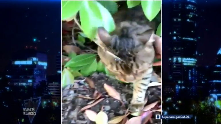 Gato de Maura Rivera