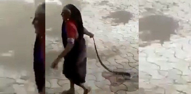 Nervios de acero: anciana tomó a una cobra viva para sacarla de su casa y registro se hizo viral