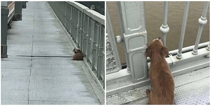 La emotiva historia de un perrito que espera a su dueño en un puente: hombre se habría suicidado