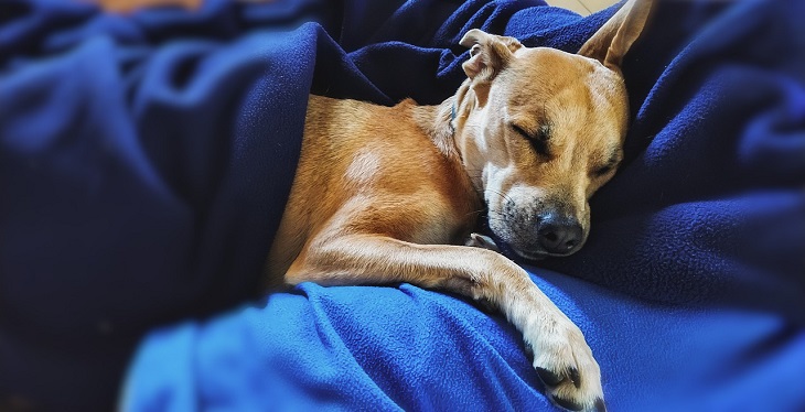 ¿Con o sin chaleco? Las 14 razas de perros más sensibles a sentir frío