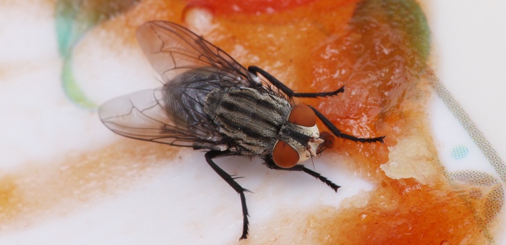 El truco casero para que las moscas no entren a tu casa que querrás probar: no gastarás más de $500