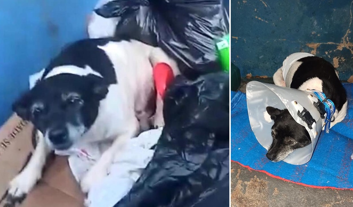 La triste historia de Flor, una perrita enferma que fue rescatada tras ser abandonada en la basura