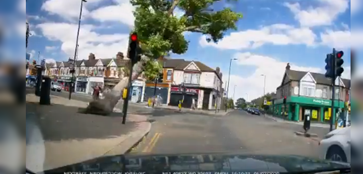 Captan momento en que dos personas reaccionan a tiempo y se salvan de ser aplastadas por un árbol