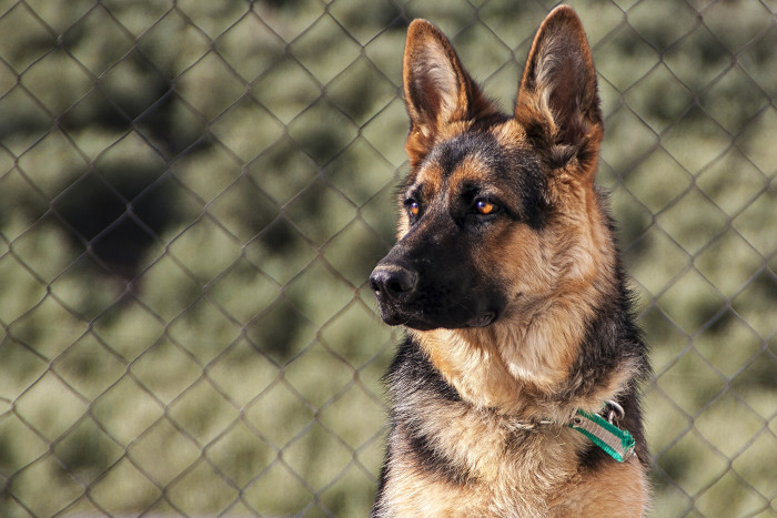 Murió Buddy, el primer perro en dar positivo a COVID-19 en Estados Unidos